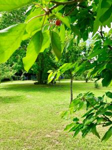 A garden outside the green home