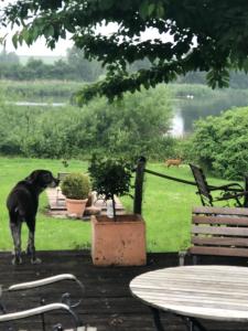 Ein schwarzer Hund steht neben einem Tisch und Stühlen. in der Unterkunft Landhaus Panker in Panker