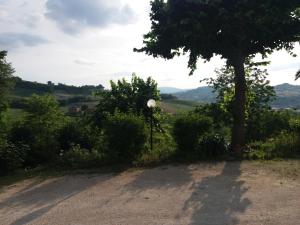 a tree on the side of a dirt road at CAMPO BASE B&B in SantʼAngelo in Pontano