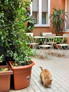 un gato está caminando en un patio con plantas en Castelfranco Hotel, en Castelfranco Emilia