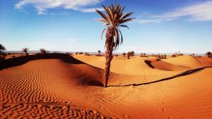 un palmier au milieu d'un désert dans l'établissement Bivouac Mélodie du désert, à M'Hamid El Ghizlane