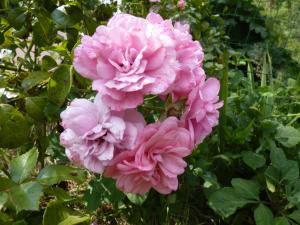 eine Gruppe rosa Blumen auf einem Busch in der Unterkunft Gites de la Haie in Plouégat-Moysan