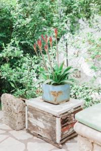 a potted plant sitting on top of a table at Afroditi Pansion in Agios Nikitas