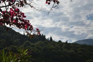 a view of a hill with trees and flowers at Giannatos Studios- Isabella in Poros