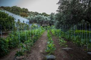 a garden with plants growing in a field at Small Paradise in Andros