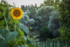 a sunflower is growing in a garden at Small Paradise in Andros