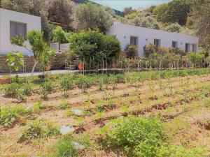 a garden with a bunch of plants in a field at Small Paradise in Andros