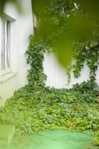 Vonkajšia záhrada v ubytovaní Magic Garden Hostel