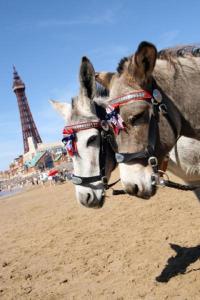 two donkeys standing on the beach with the eiffel tower at The Savoy Hotel in Blackpool +16 photos