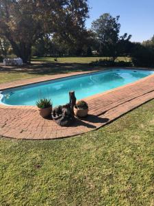 a swimming pool with two potted plants next to it at Erin Guesthouse and B&B in Bergville