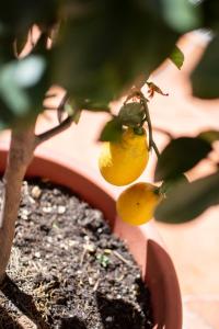 カターニアにあるCallas Room Operaの植物に吊るされたレモン二本の木