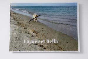 un cane che cammina sulla spiaggia con un bastone di La mer et Bella a Ostenda