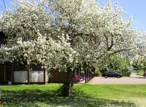 un albero con fiori bianchi in un giardino di Tidal Bore Inn a Truro