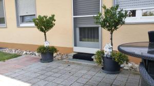 two trees in pots in front of a house at Ferienwohnung Rombachs Spatzennest in Herbolzheim