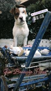 ディキリにあるLila Butik Hotel Dikiliの荷車の上に立つ犬