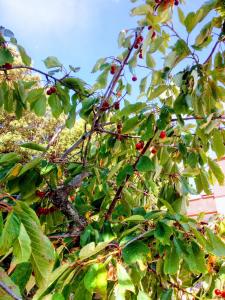 Fotografie z fotogalerie ubytování Villa Anna v destinaci Selva di Fasano