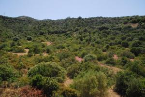 a hillside filled with trees and bushes at I Ginepri in Teulada