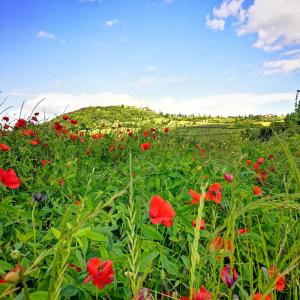 a field of red flowers with a hill in the background at Agriturismo Casalpiano in Pienza