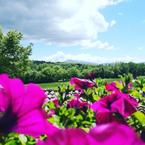 a bunch of pink flowers in a field at Agriturismo Casalpiano in Pienza