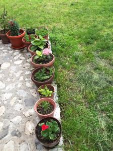 a row of potted plants sitting on the grass at Guesthouse Demushi in Valbonë