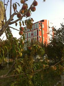 an apple tree with a building in the background at Boss 2 Hotel in Eceabat