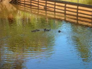 a group of ducks swimming in a body of water at Fazenda Camping Cabral in São Lourenço