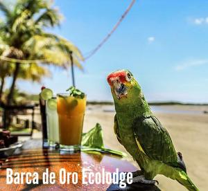 a green parrot standing on a table with a drink at Hotel Restaurante Spa La Barca de Oro in Las Peñitas