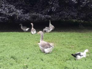 Altri animali domestici presso the country house o nei dintorni