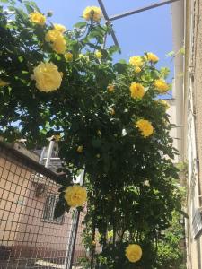 Banda żółtych róż wiszących na drzewie w obiekcie Ludmila guest house - гостевой дом "Людмила" w Odessie