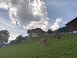 Zvieratá na farme alebo blízkom okolí