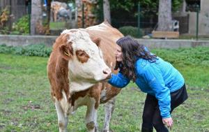 une femme caresse une vache brune et blanche dans l'établissement Müllnerbauer, à Penk