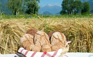 a basket of bread sitting on top of a field at Müllnerbauer in Penk