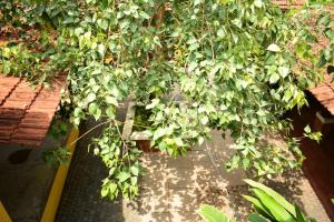 Giardino di Design Ashram