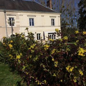 ein weißes Haus mit gelben Blumen davor in der Unterkunft Les Moulins de Requeugne in Tauxigny