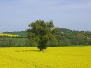 un arbre au milieu d’un champ de colza jaune dans l'établissement Chambres d'Hôtes Les Potiers, à Sens-Beaujeu