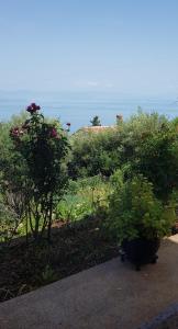 a garden with flowers and plants and the ocean at APARTMAN ANA in Mošćenička Draga