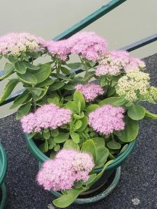 Afbeelding uit fotogalerij van Hostel Otard in Belgrado +76 foto's