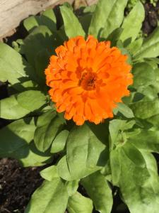 Photo de la galerie de l'établissement Het Hart, à Bergen