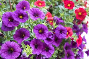 a group of purple and red flowers in a garden at Residenza Belmare in Marina di Carrara