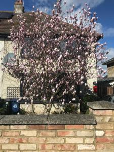 a tree with pink flowers on top of a brick wall at Harry's bed and breakfast in Cambridge
