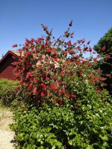 a bush with red flowers in front of a red building at Cabin In The View in Hararit