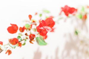 a group of red flowers in white vases at Afroditi Pansion in Agios Nikitas