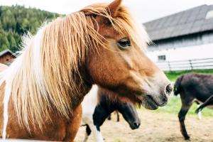 Zwierzęta w gospodarstwie agroturystycznym lub w pobliżu