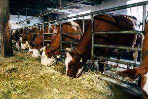 Zwierzęta w gospodarstwie agroturystycznym lub w pobliżu