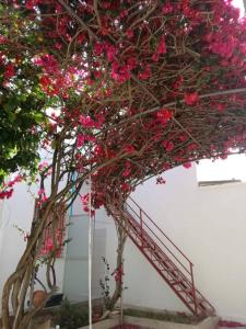 un albero pieno di fiori rosa accanto a una scala di La casa di Peter a Torre Lapillo