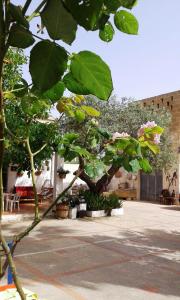 a tree with large green leaves in a courtyard at L'ANTICA TORRE in Marsala