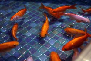 Altri animali domestici presso l'hotel o nei dintorni