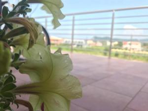 Fotografie z fotogalerie ubytování Theo Apartments v destinaci Sidari