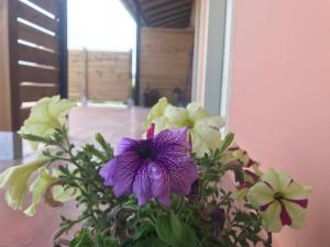 Fotografie z fotogalerie ubytování Theo Apartments v destinaci Sidari