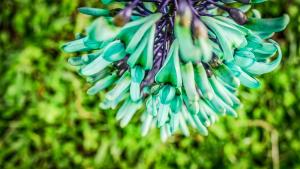 a bunch of green bananas hanging from a tree at Balsora Hotel Boutique in La Tebaida +100 photos